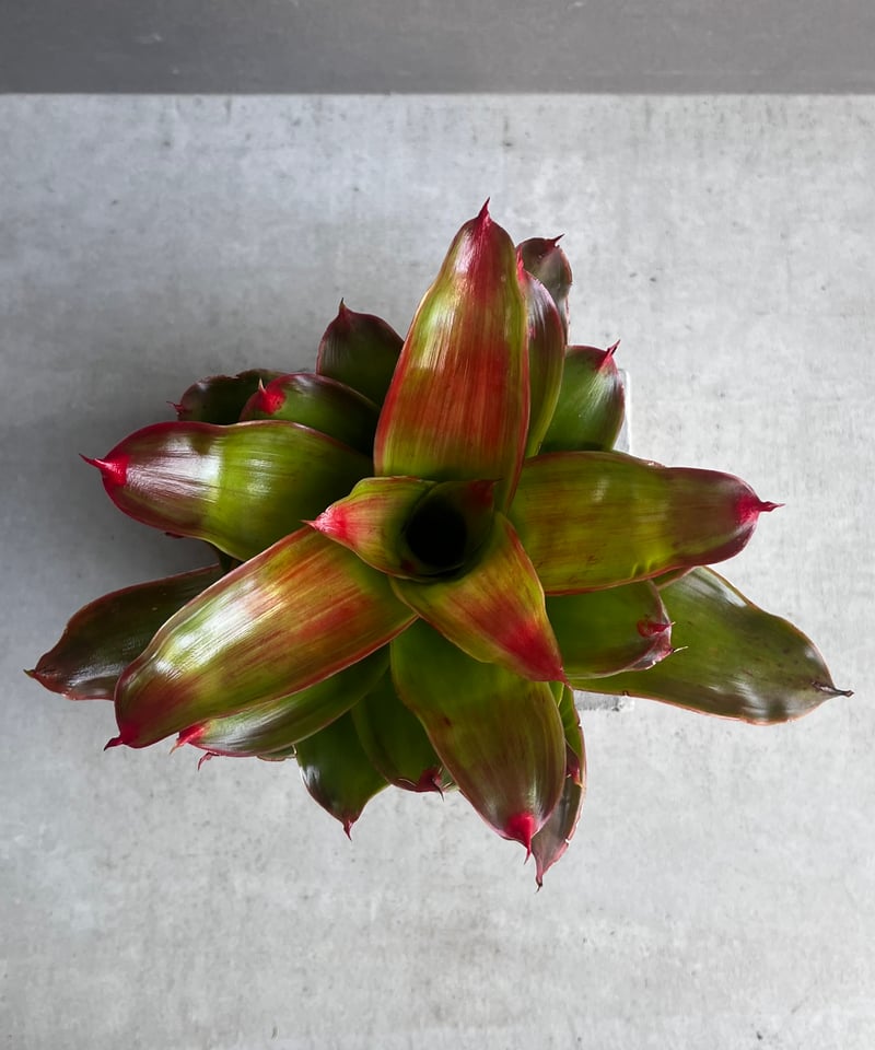 ネオレゲリア メデューサ 「Neoregelia medusa」67Z | SHOUCHIKUEN