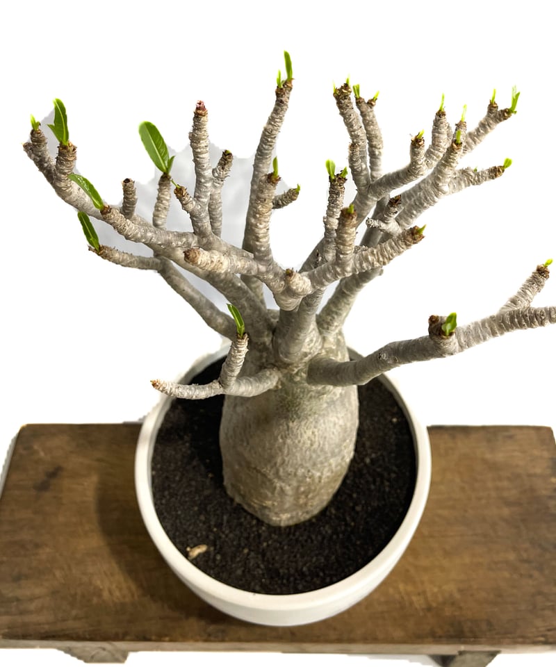 アデニウム アラビカム バオバブスタイル「Adenium arabicum Baobab St