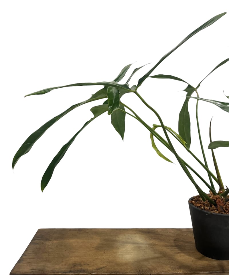 フィロデンドロン ロンギロバトム 'レラノ ミヤノ' 「Philodendron
