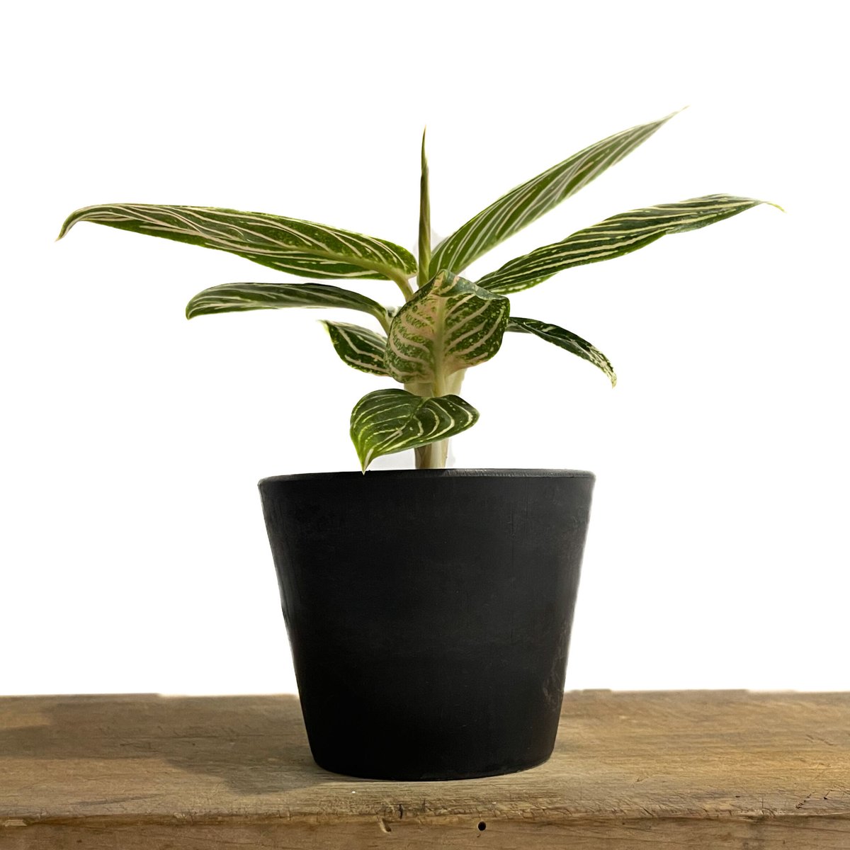 アグラオネマ ゴールデンホープ「Aglaonema Golden Hope」9/7