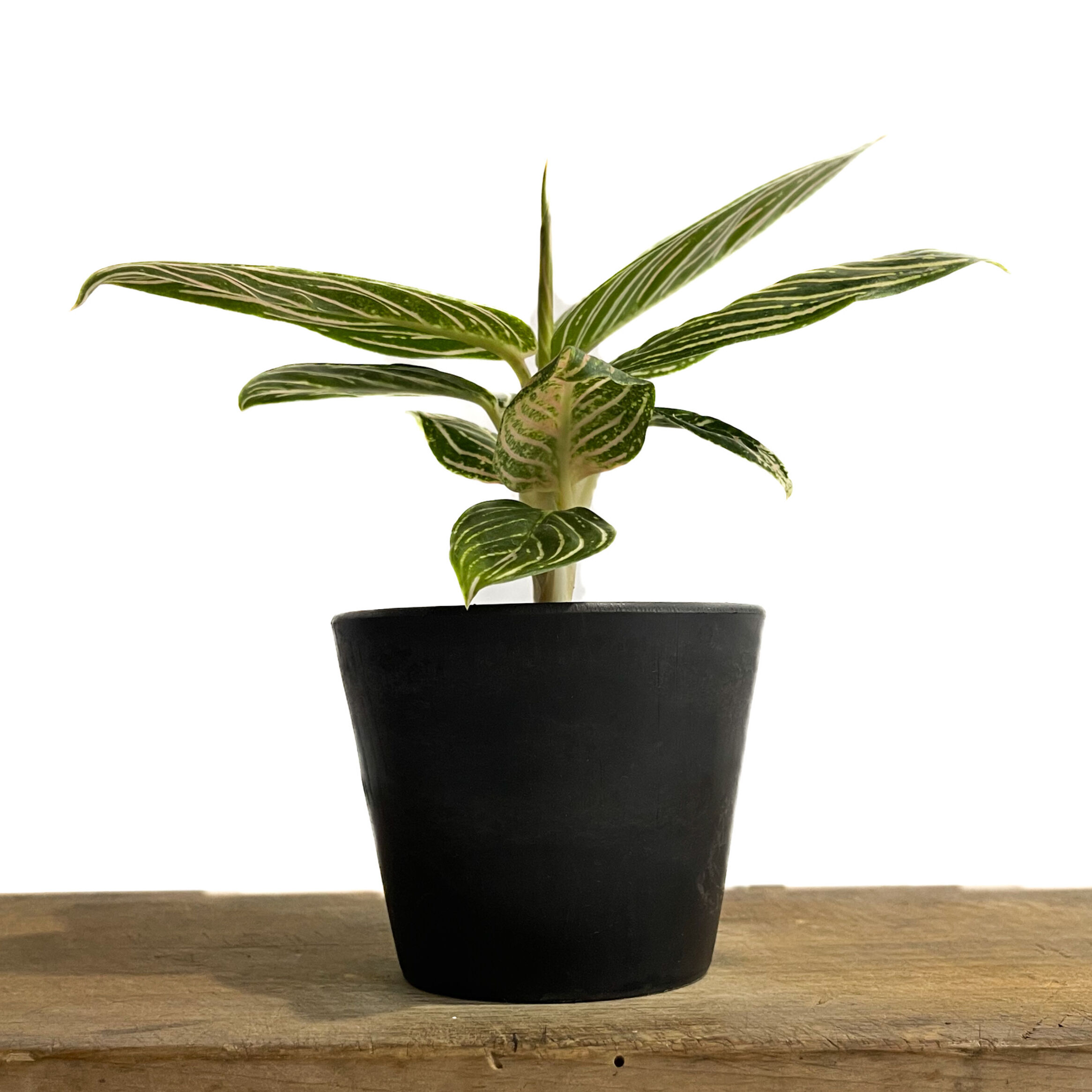 アグラオネマ ゴールデンホープ「Aglaonema Golden Hope」9/7-89C-1