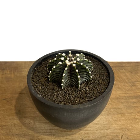 ギムノカリキウム  フリードリヒ “VOS1241” KG 「Gymnocalycium friedrichii “VOS1241” KG 」71E-1