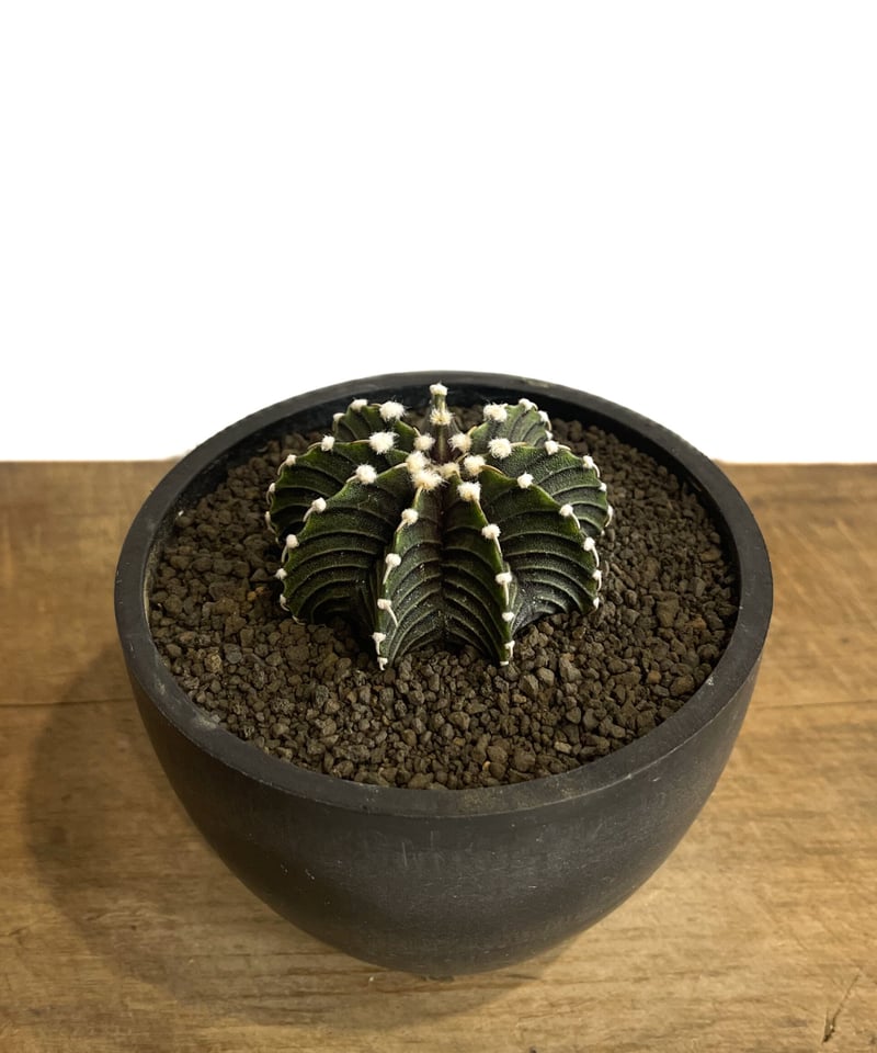 ギムノカリキウム フリードリヒ “VOS1241” KG 「Gymnocalycium fr