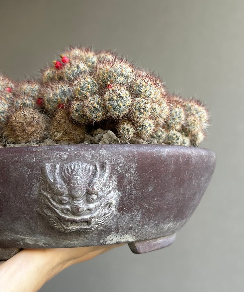 マミラリア 松霞 「Mammillaria multiceps」49M | SHOUCHIKUEN