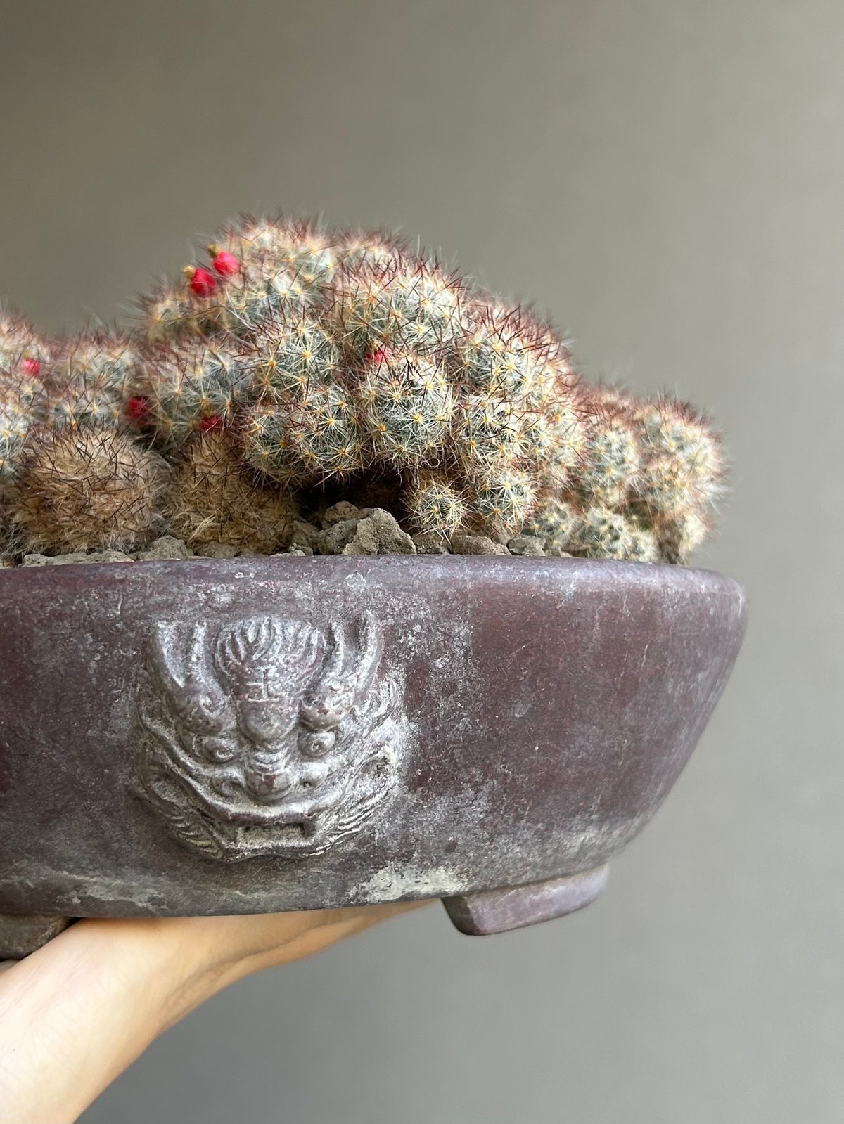 マミラリア 松霞 「Mammillaria multiceps」49M | SHOUCHIKUEN