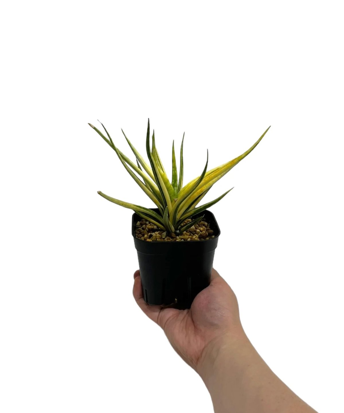 サンセベリア ブンルートーチ 斑入 「Sansevieria Bunlue Torch Var
