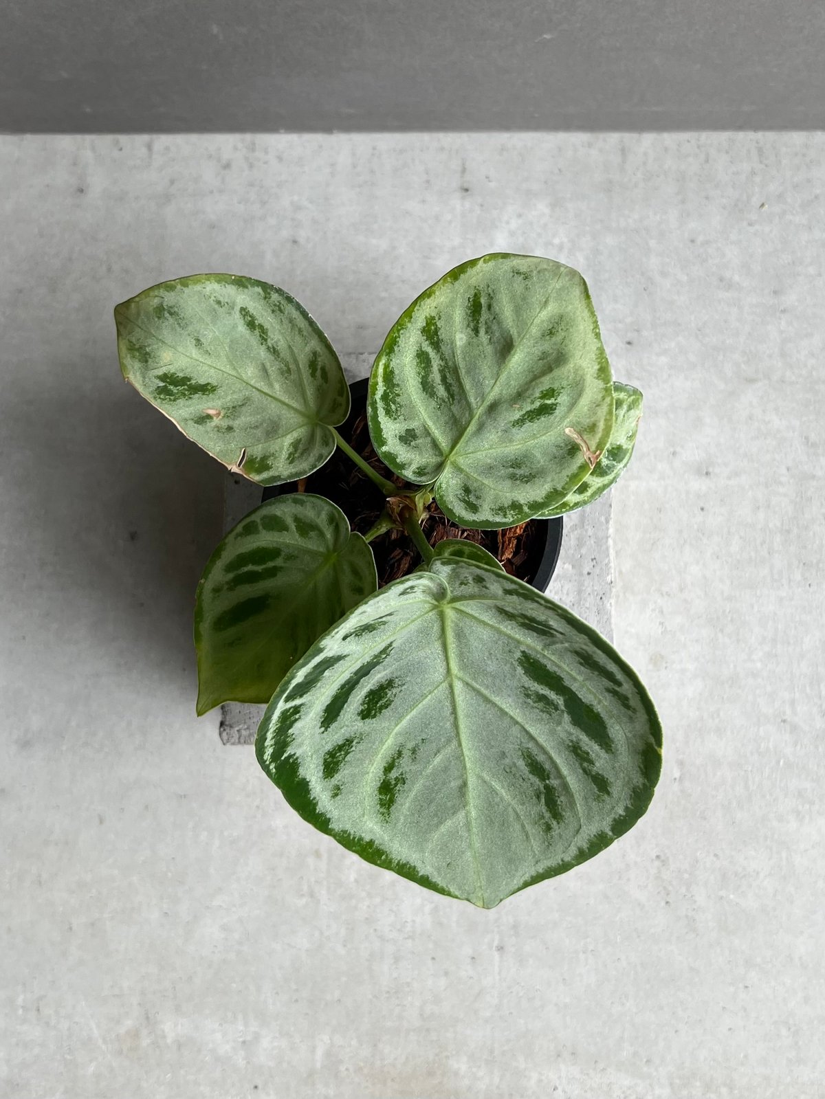 アンスリウム ドラヤキ シルバー 「Anthurium Dorayaki Silver