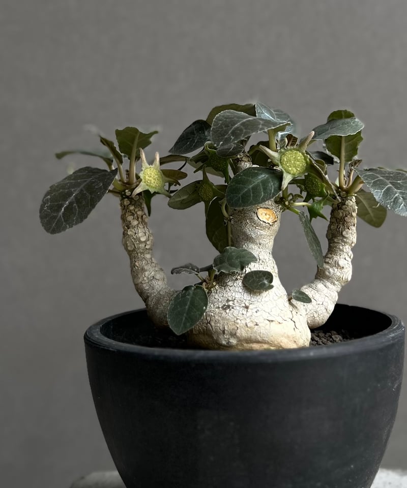 ドルステニア　フォエチダ　大株　多頭株 ドルステニア フォエチダ “多頭タイプ” 「Dorstenia foetida