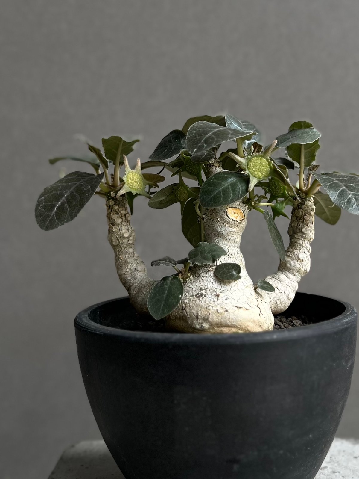 ドルステニア　フォエチダ　大株　多頭株 ドルステニア フォエチダ “多頭タイプ” 「Dorstenia foetida