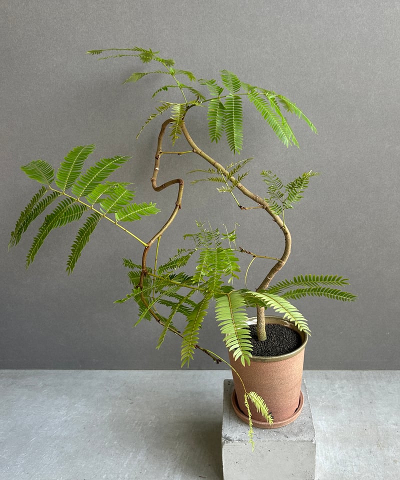 緑黄ロー　ほぼ　フルパラ 緑黄ローほぼフルパラ