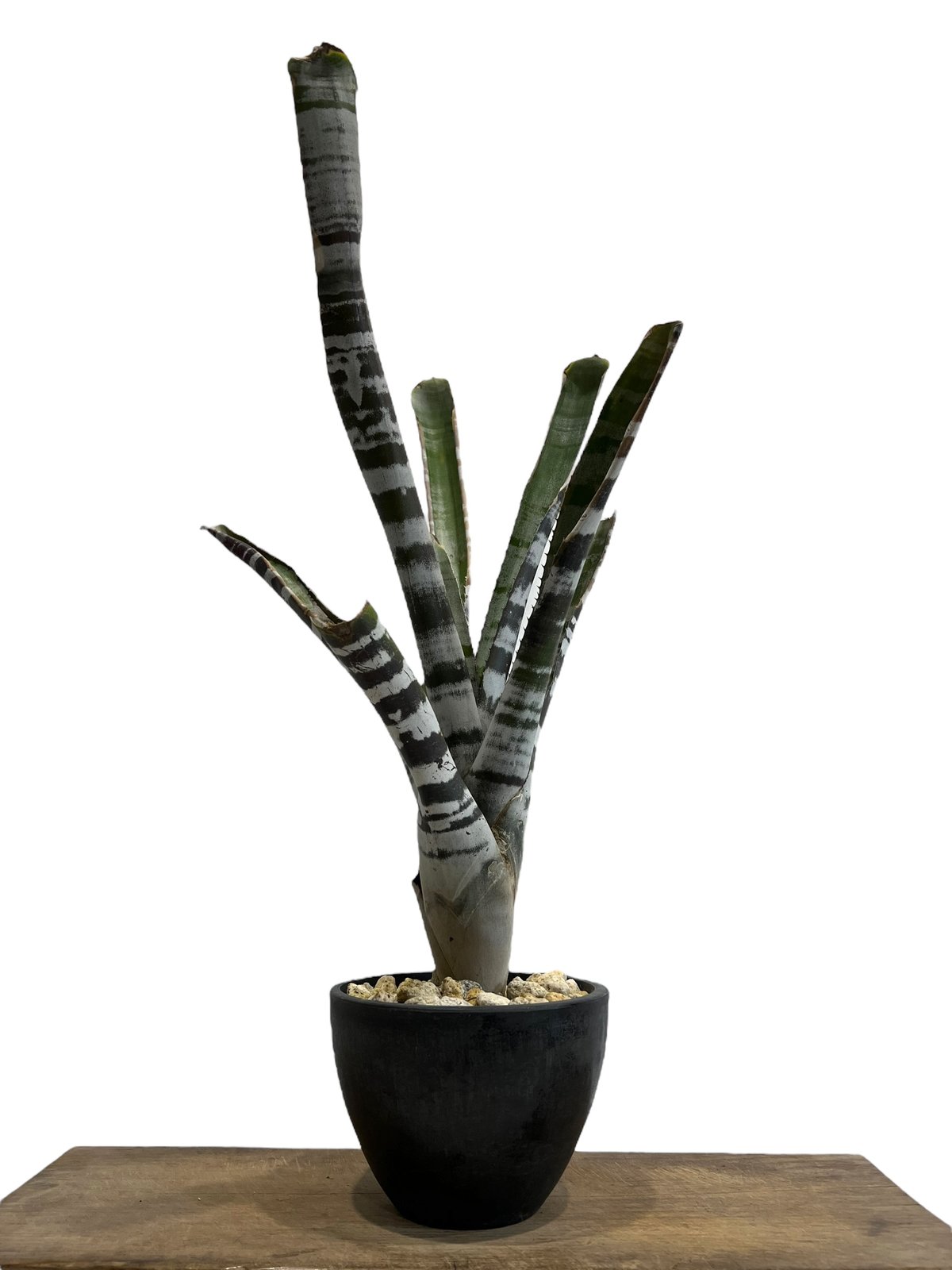 エクメア チャンティニー ブラック Aechmea chantinii Black 5/29