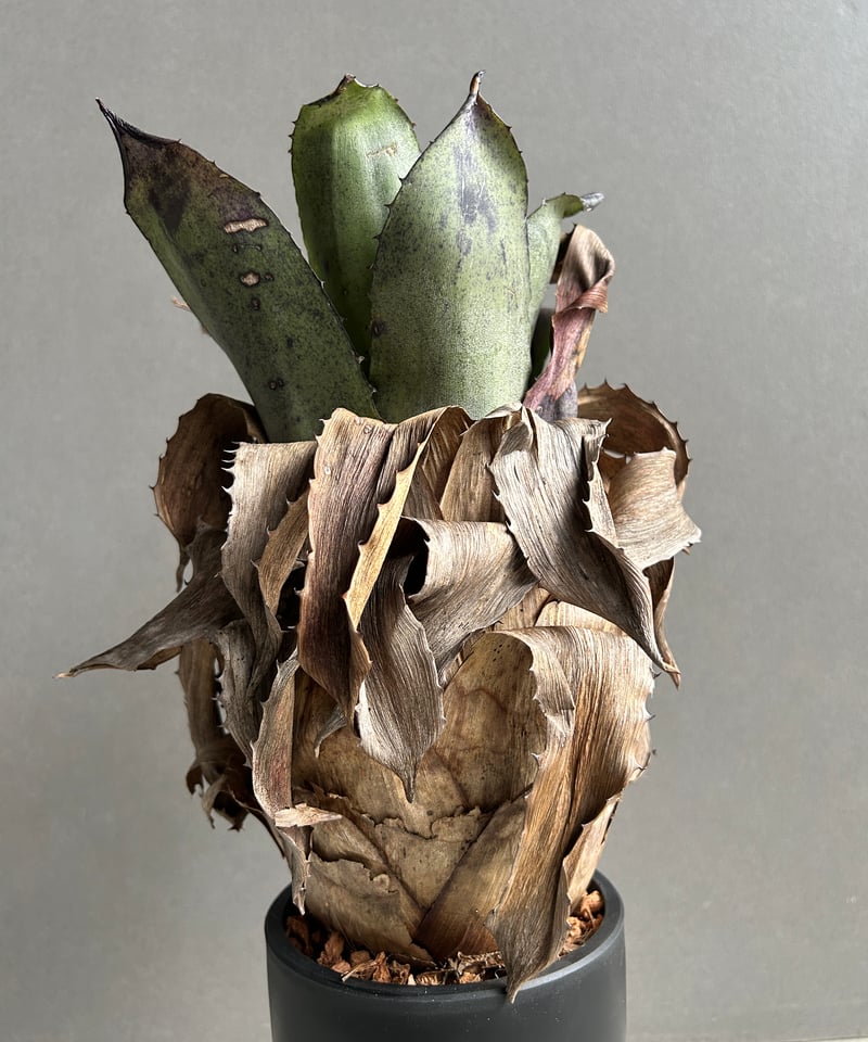 ムクホーク、クレセリア、パルキア、シェイミ、xレア 絶版、貴重、（美品） エクメア チャンティニー ブラック x ホヘンベルギア レオポルド