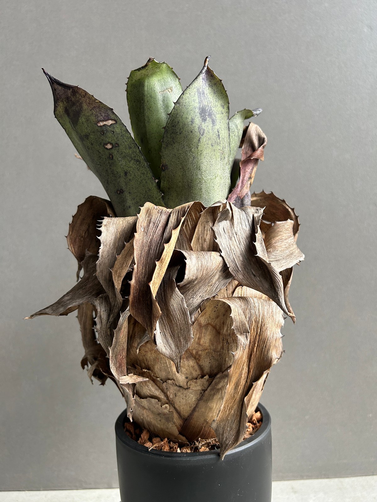 ホヘンベルギア Lp✖️チャンティニー子株 YAMA Hohenbergia leopoldo