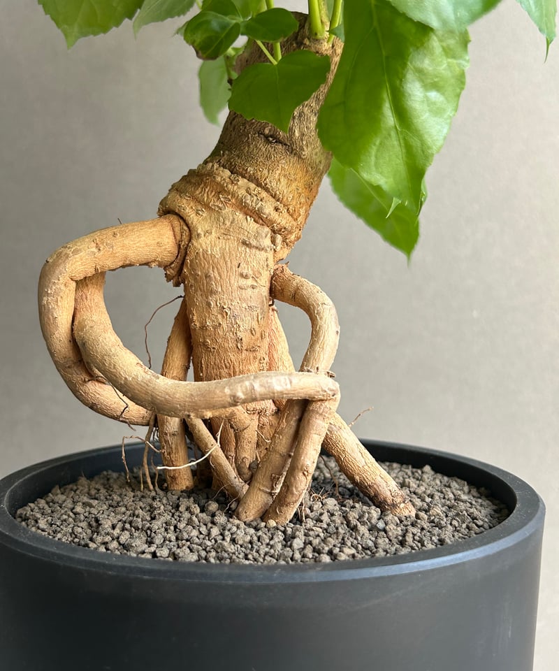 ヘテロパナックス フレグランス「Heteropanax fragrans」82L | SHOU