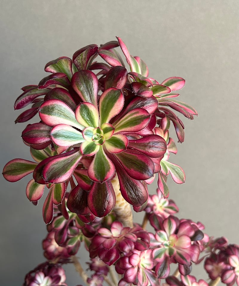 アエオニウム 'シャネル' 「Aeonium 'Chanel'」 6M | SHOUCHIKUEN