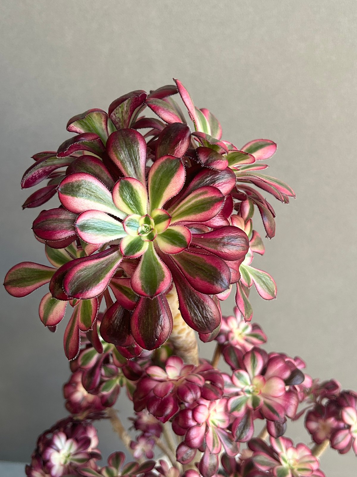 アエオニウム 'シャネル' 「Aeonium 'Chanel'」 6M | SHOUCHIKUEN