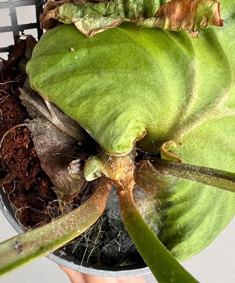 ビカクシダ リドレイ “パカラン”「Platycerium ridleyi “Pakarang