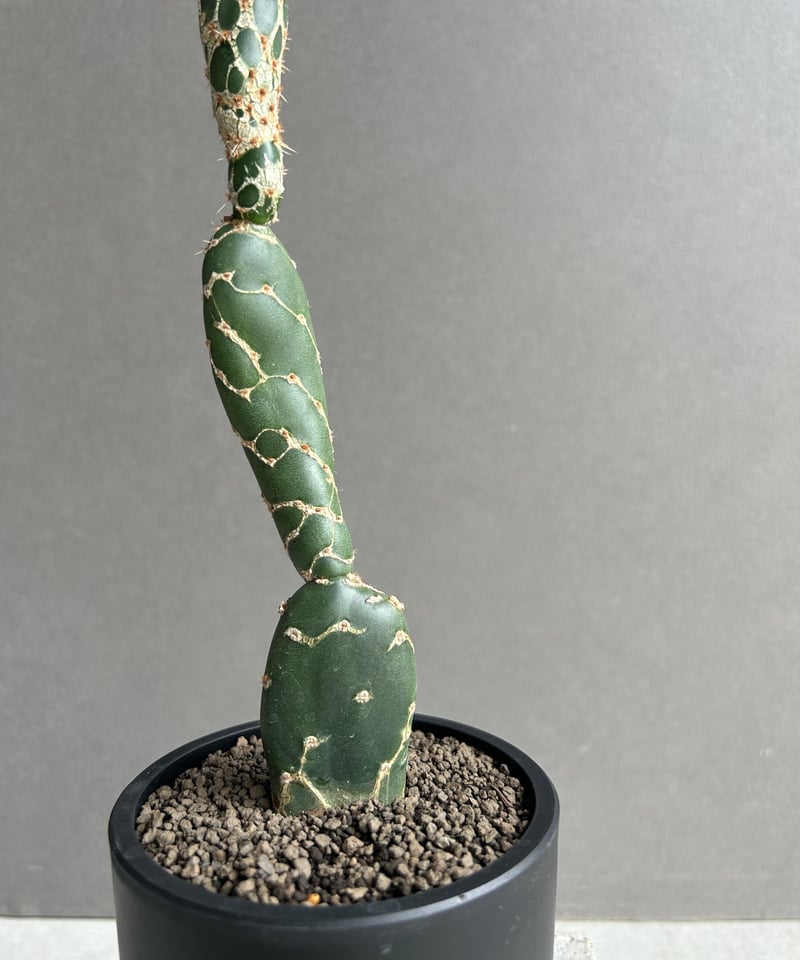 オプンチア ゼブリナ 'コブラ'「Opuntia zebrina 'Cobra'」52L |