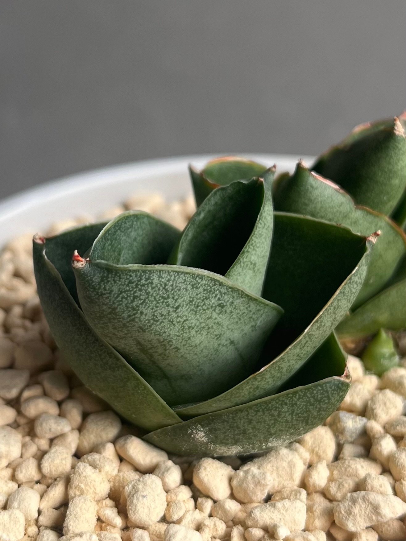 サンセベリア ベンジャロン「Sansevieria Benjarong」35Z | SHOUC