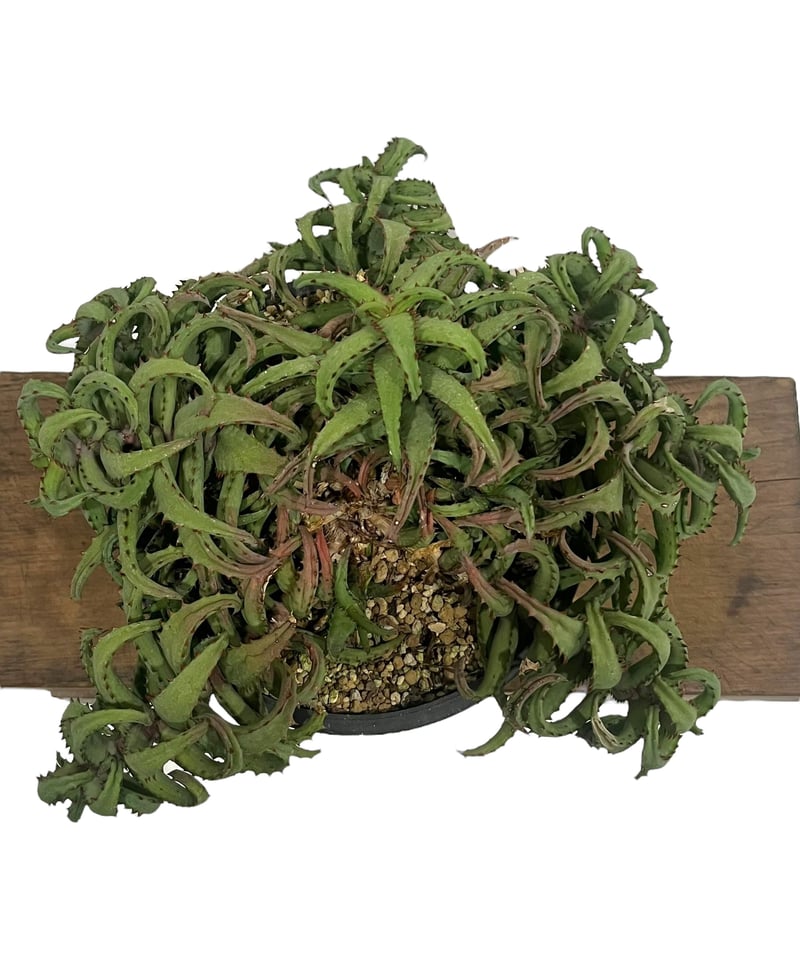 アロエ カスティロニアエ 「Aloe castilloniae」90T | SHOUCHIKUEN