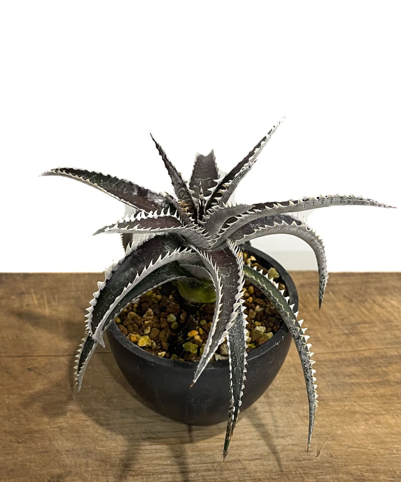 タグ付き ディッキア Dyckia  Storm Yahoo!オークション -「ディッキア dyckia」(観葉植物) の落札