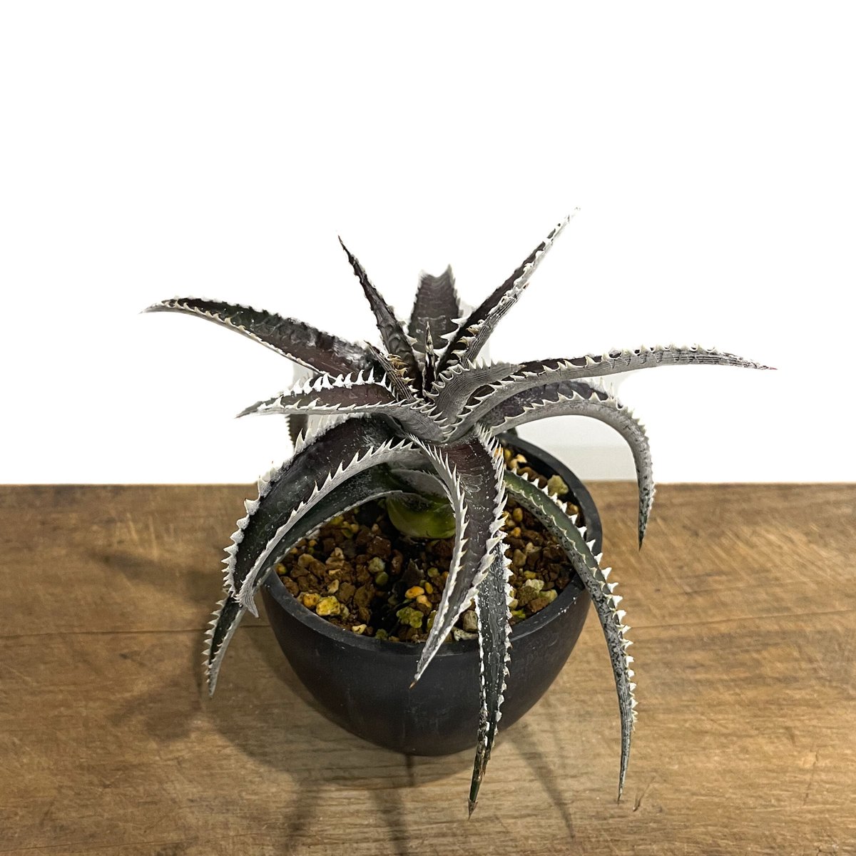 DidyTai ディディタイ　リスカ　オブシディアン DidyTai ディディタイ リスカ オブシディアン