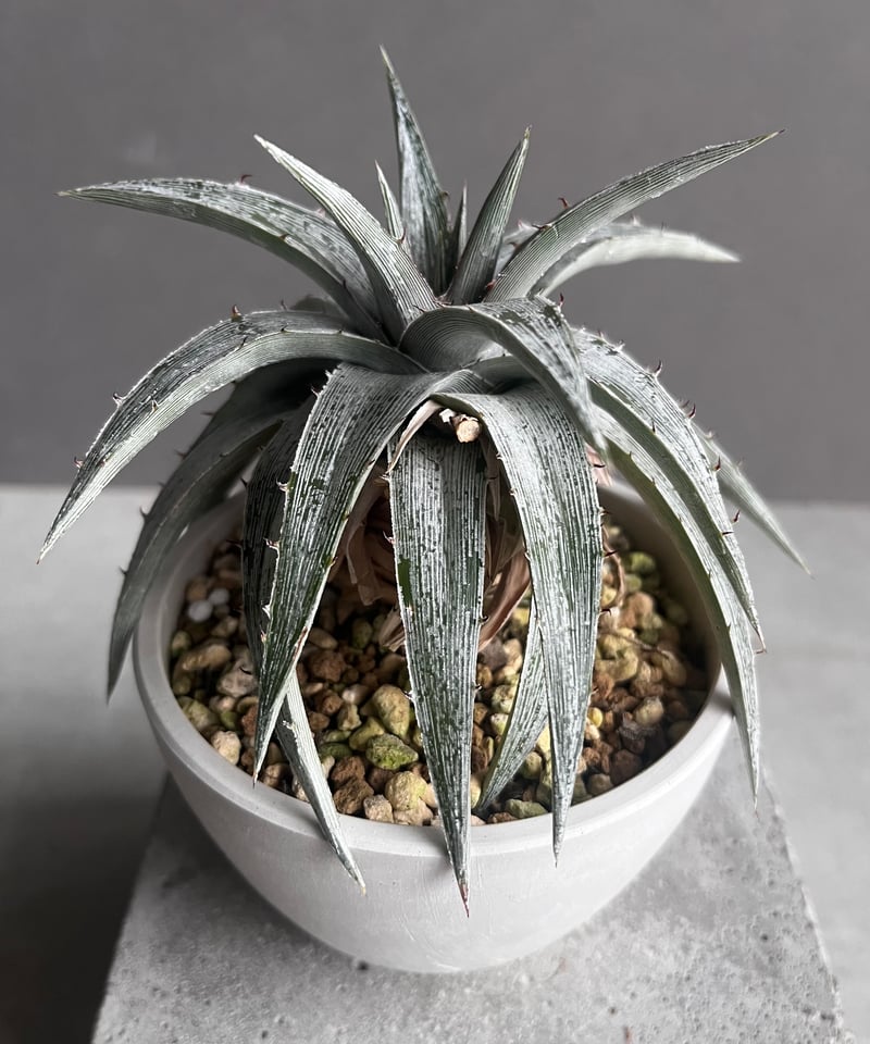 ディッキア マセドイ ホワイト クローン 「Dyckia macedoi white clon