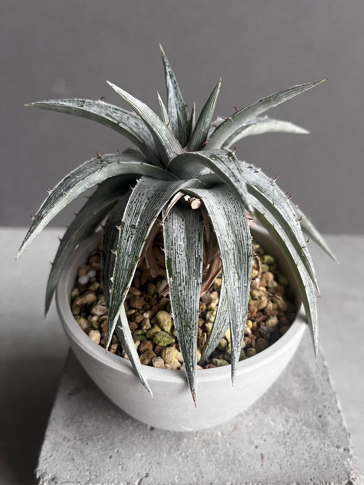 ディッキア マセドイ ホワイト クローン 「Dyckia macedoi white clon