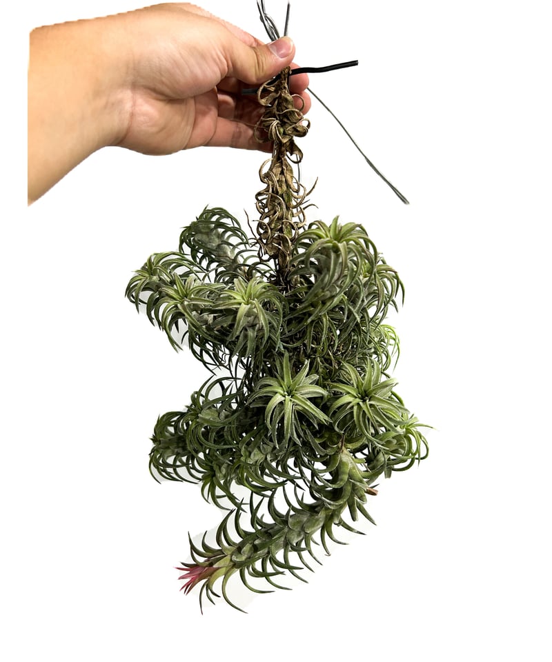 ティランジア イオナンタ バンハイニンギー(クランプタイプ