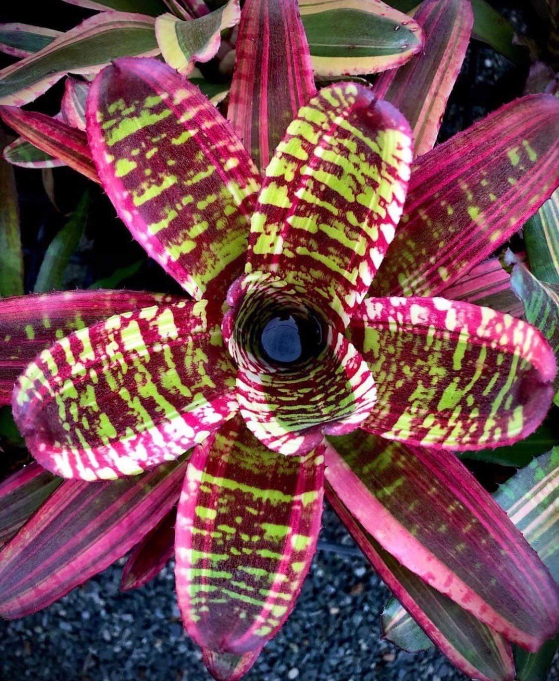 ネオレゲリア ファイヤー ウィール 「Neoregelia Fire Whirl」 6J |