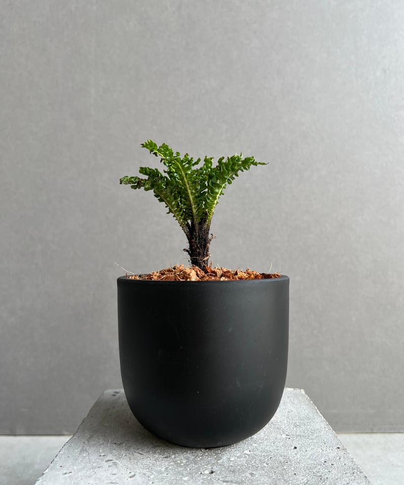 ブレクナム ギッバム ドワーフ 「Blechnum gibbum Dwarf 」28C | S
