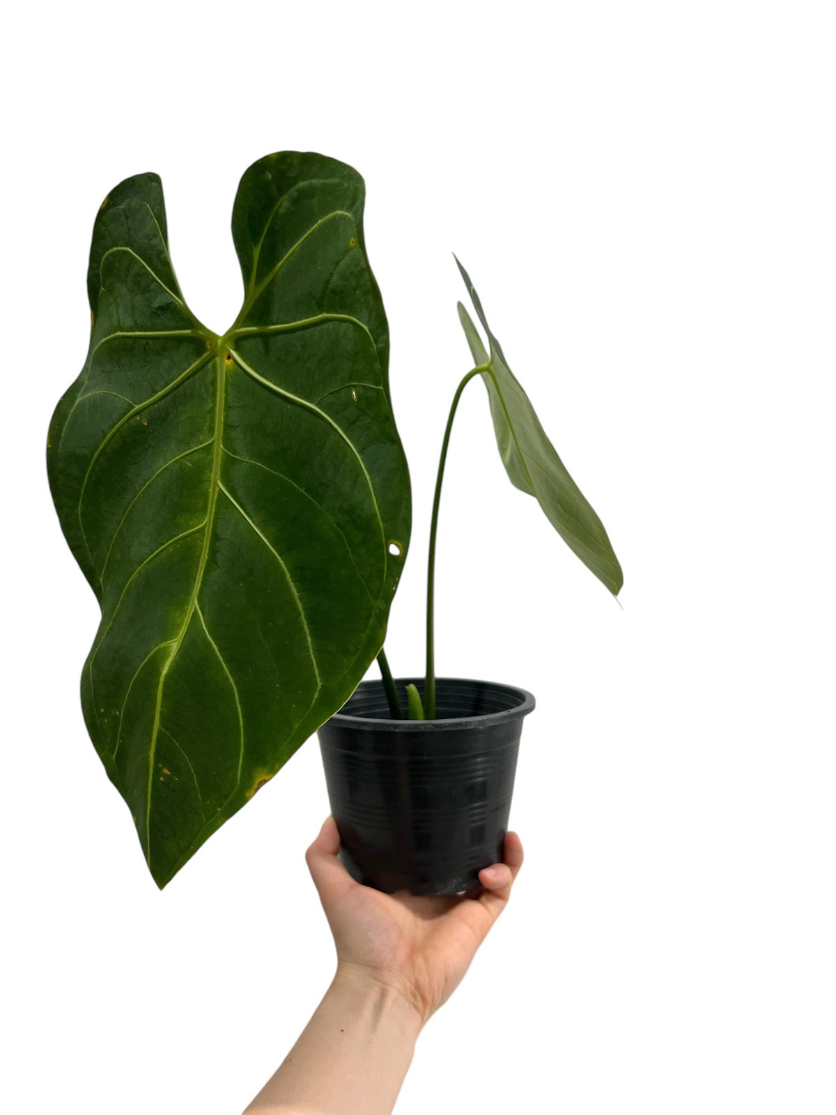 Anthurium regale (ペルー産ダーク個体)