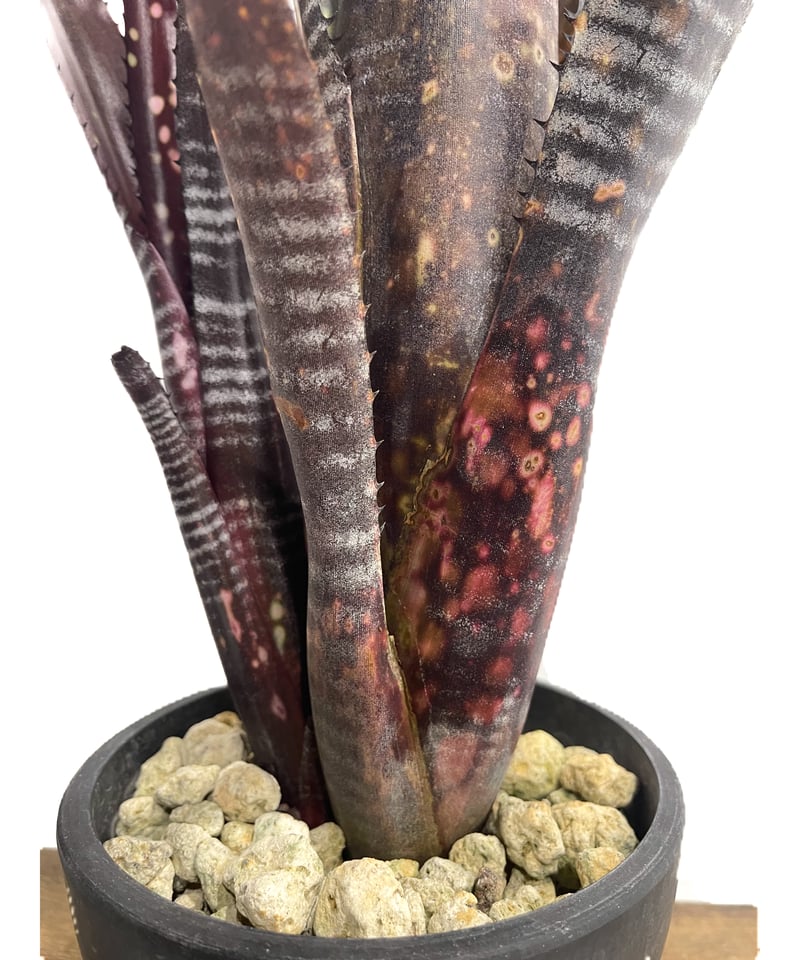 ビルベルギア オビ-ワン「Billbergia Obi - Wan」59G-4 | SHOUC ビルベルギア オビ-ワン「Billbergia Obi - Wan」59G-4 | SHOUC