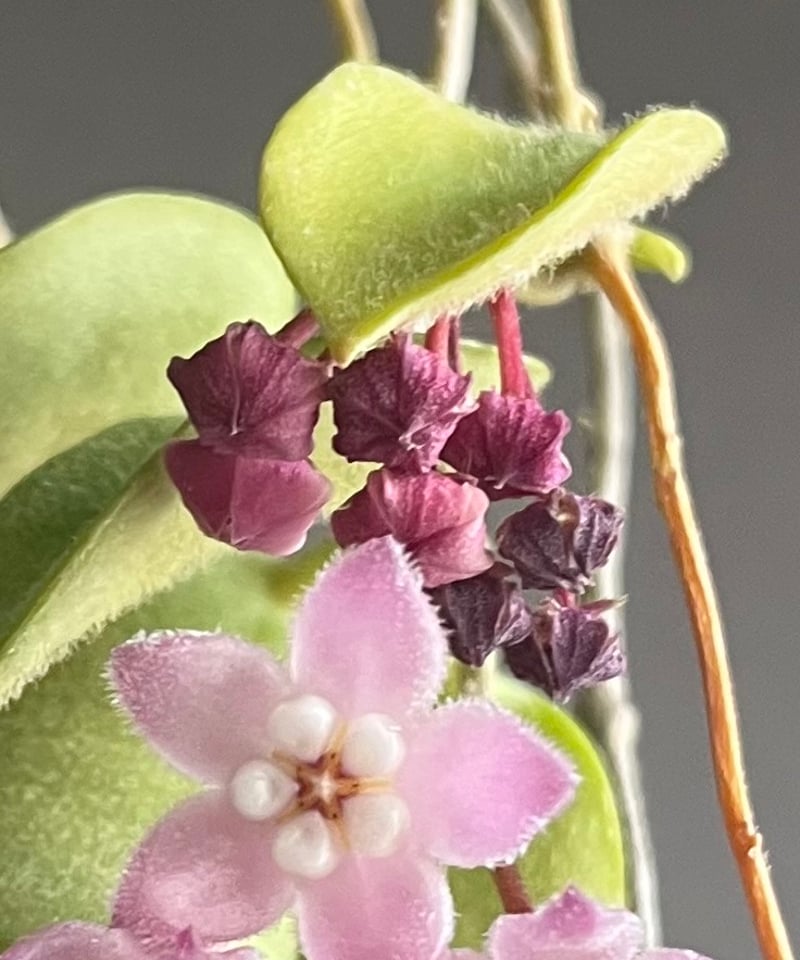 ホヤ トムソニー ピンク 「Hoya thomsonii pink」40W | SHOUCH