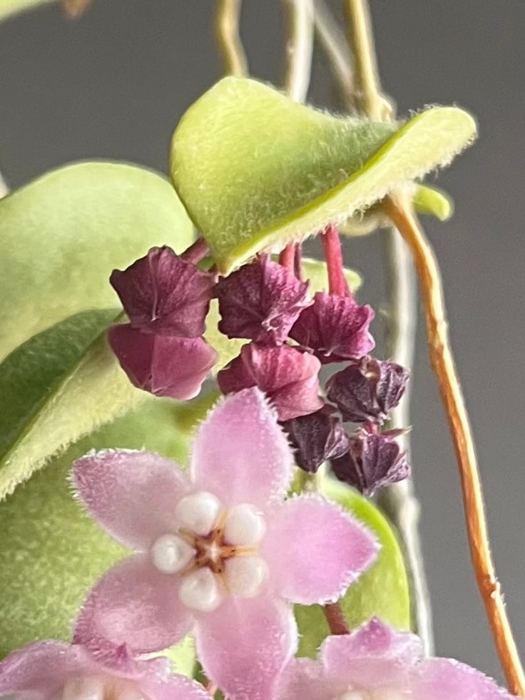 KN ホヤ(サクララン属） トムソニー（HOYA THOMSONII ） 0.8M以下