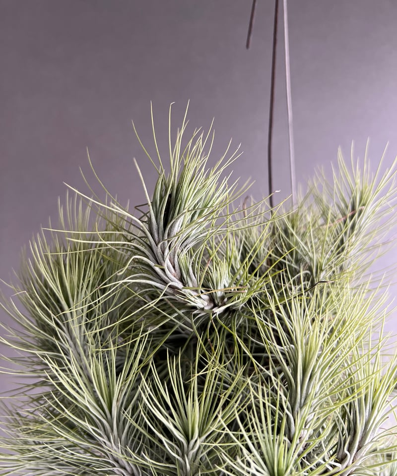 ティランジア フンキアナ クランプ 「Tillandsia funckiana clump」2