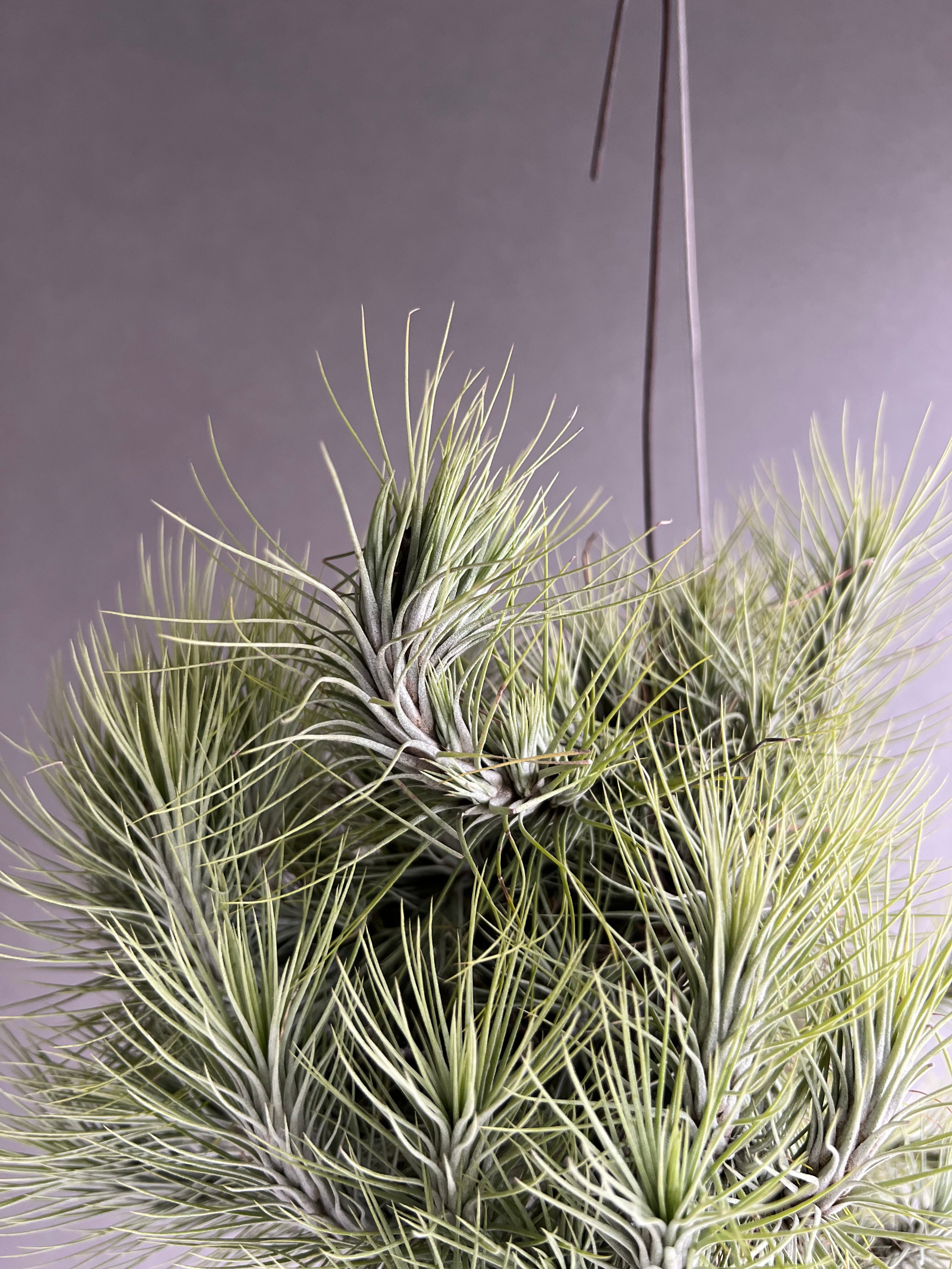 ティランジア フンキアナ クランプ 「Tillandsia funckiana clump」2