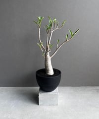 サンセベリア ジュピター「Sansevieria Jupiter」29E-1 | SHOUCH
