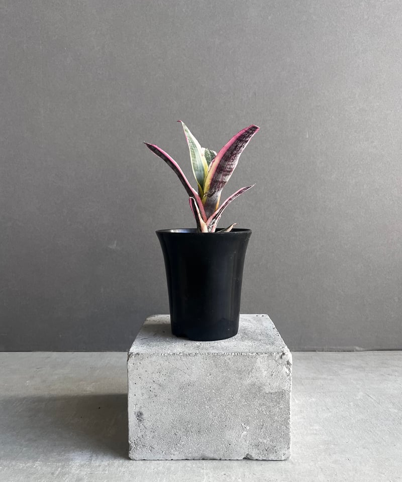 エクメア オットー 「Aechmea Otto」40A | SHOUCHIKUEN