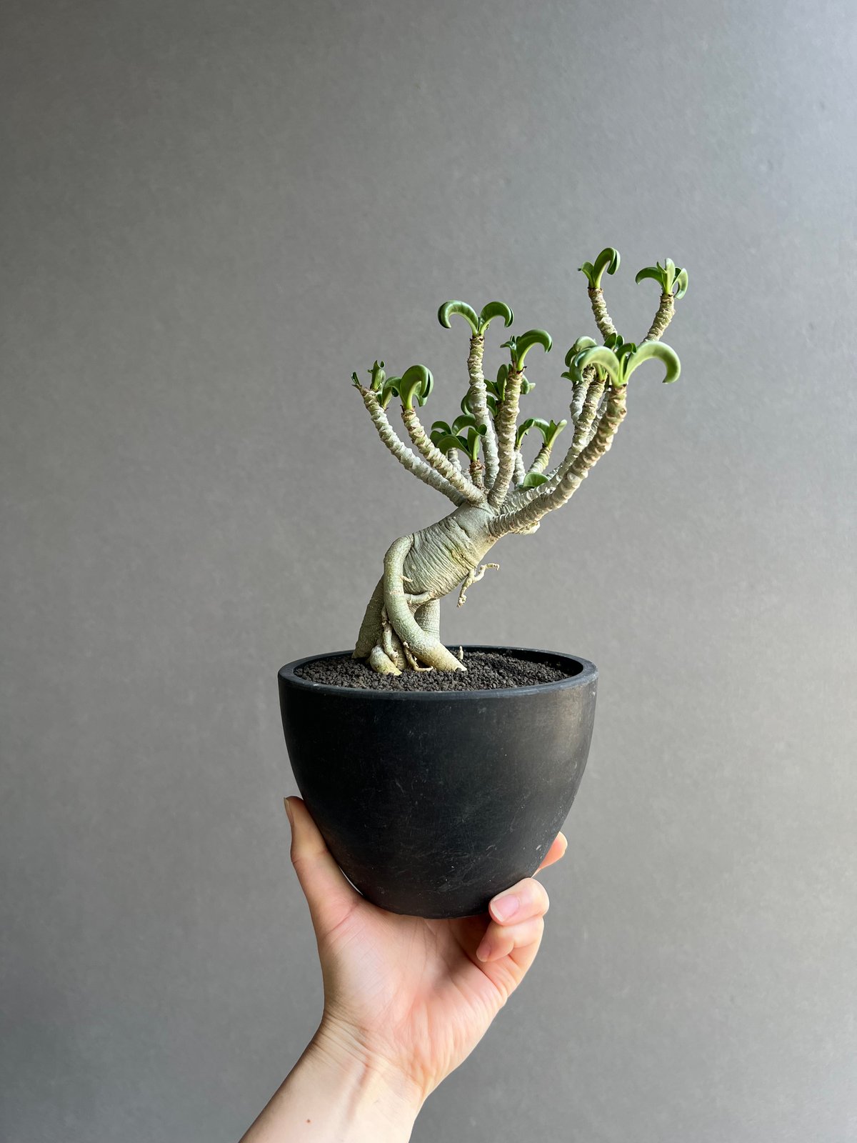 アデニウム メデューサ D.H.A (獅子葉) “選抜個体” 「Adenium Medusa