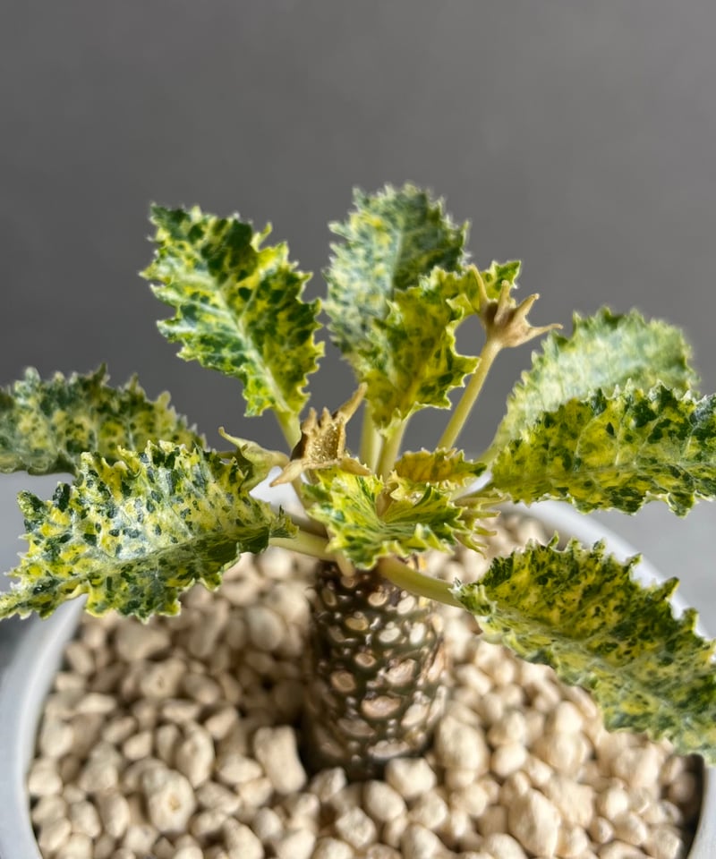 ドルステニア ホルウッディ “スーパー斑入” 「Dorstenia horwoodii “Su