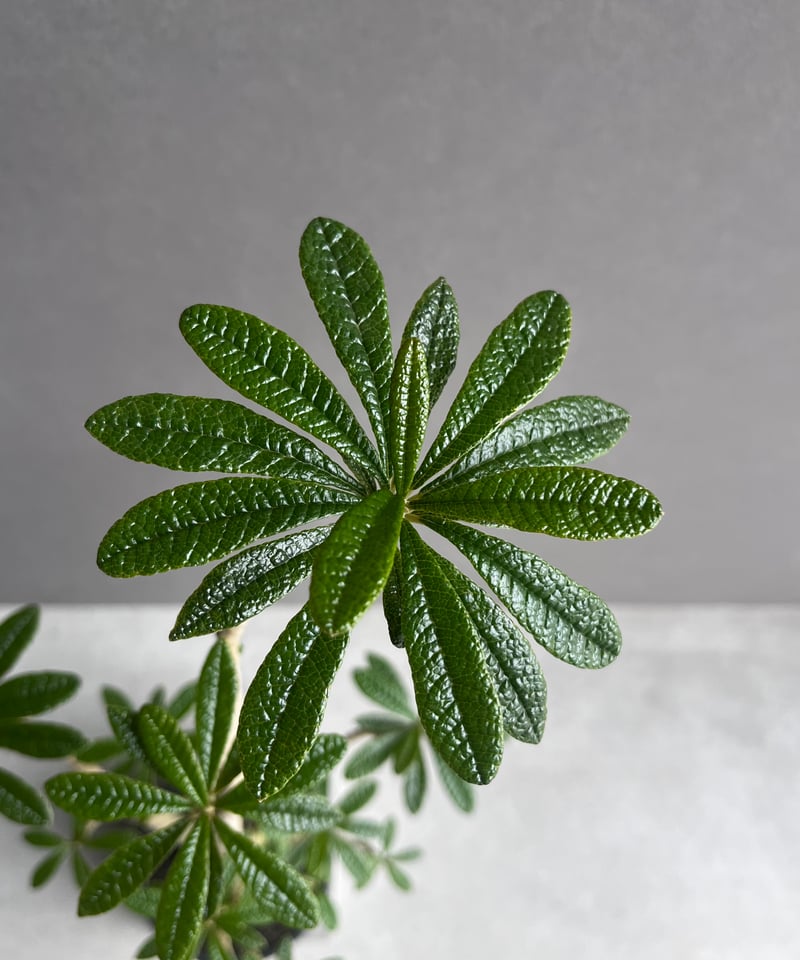 ドルステニア ギガス “選抜個体” 「Dorstenia gigas “Select”」62A