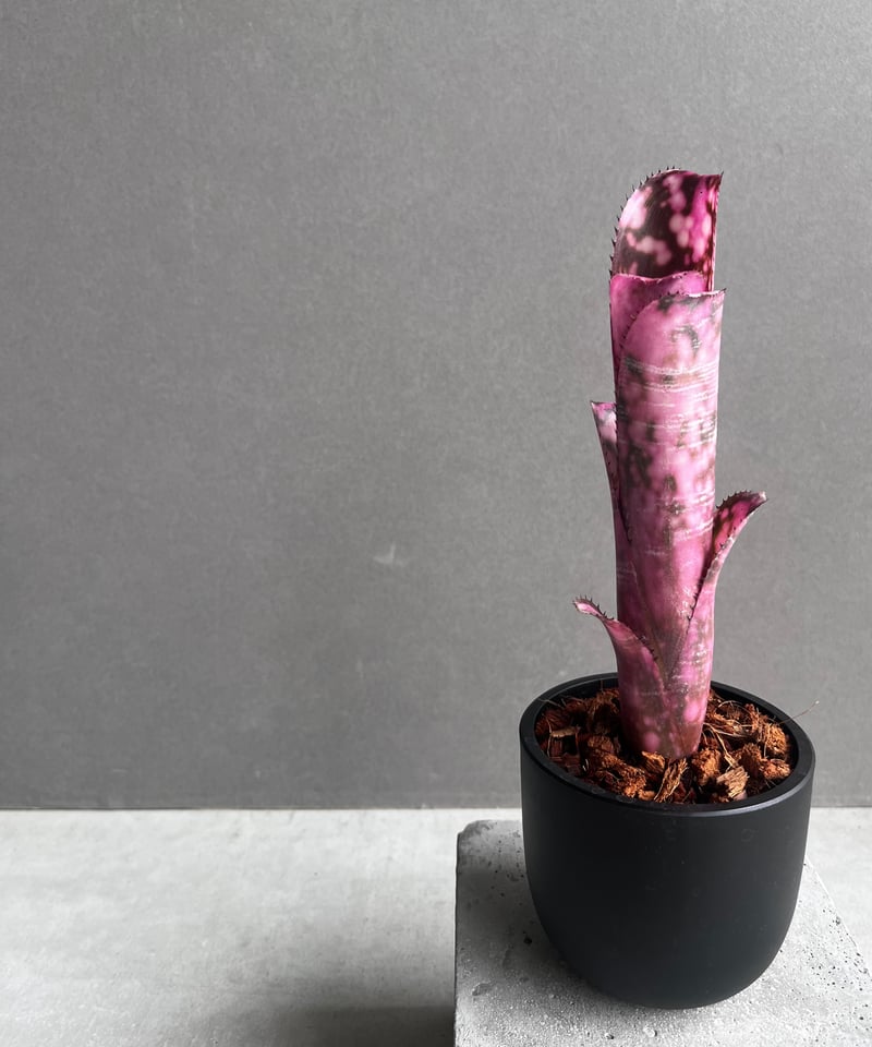ビルベルギア インセンディアリー デライト 「Billbergia