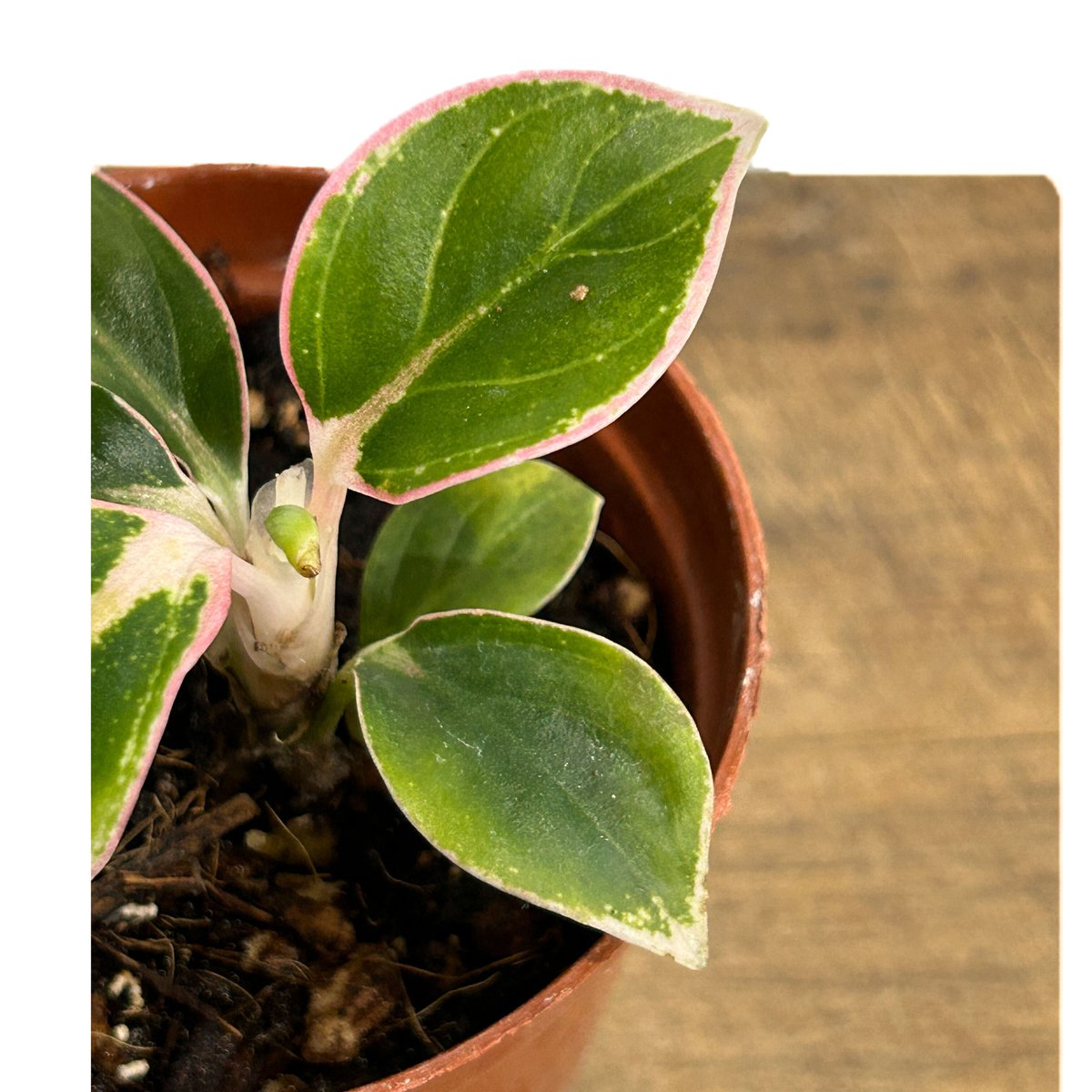 アグラオネマ ロータス デライト「Aglaonema Lotus Delight」5/16-4