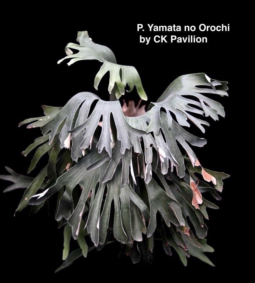 ビカクシダ　ヤマタノオロチ fit=scale-down,w=1200