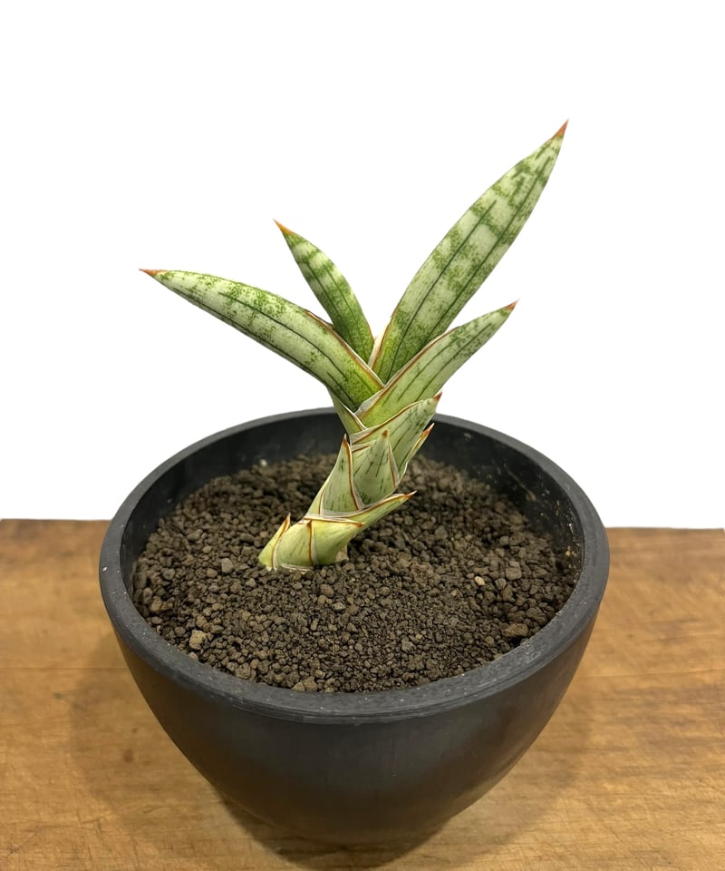 サンセベリア lav.1970 白斑入 「Sansevieria lav. 1970 Whit