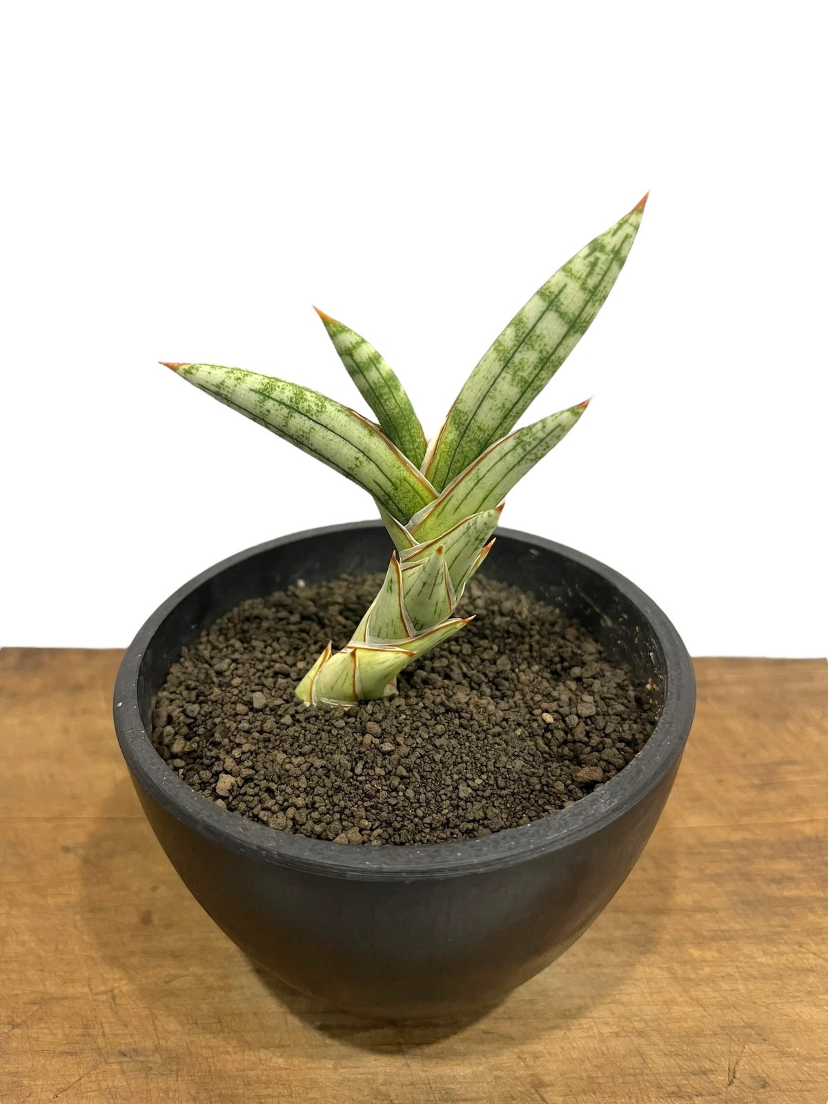 サンセベリア lav.1970 白斑入 「Sansevieria lav. 1970 Whit