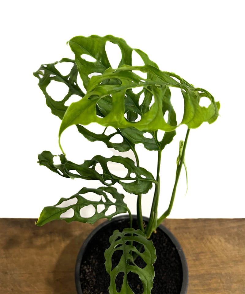 モンステラ オブリクア ペルー「Monstera obliqua Peru」90C-3