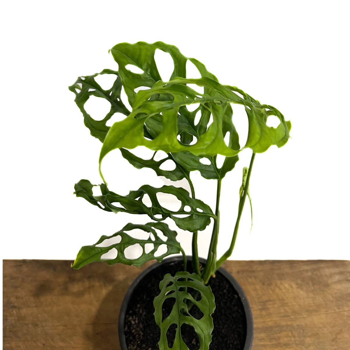 モンステラ オブリクア ペルー「Monstera obliqua Peru」90C-3 | S