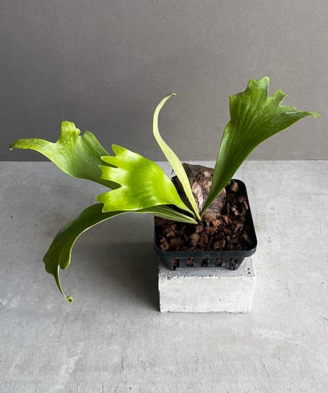 ビカクシダ　コウモリラン　板付　202401280001 ビカクシダ コウモリラン 板付 202401280001 ビカクシダ（コウモリラン